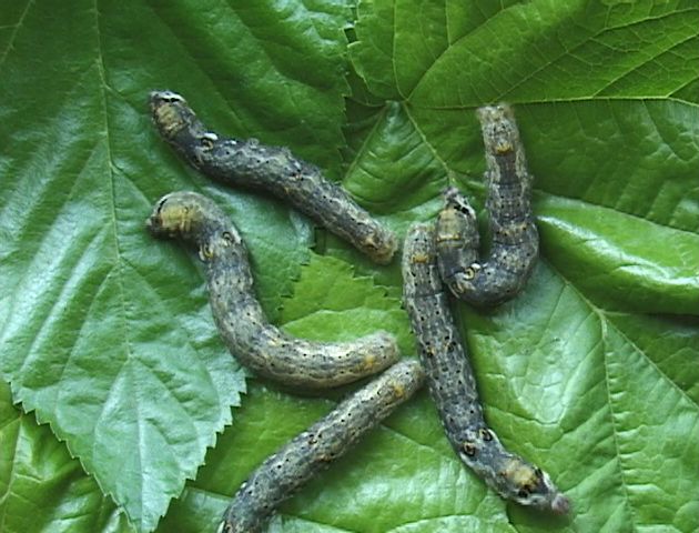 cqs1333353356v.jpg