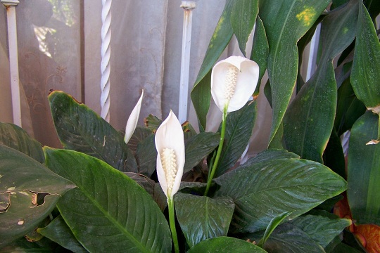 cqs1335020273o.jpg