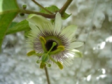 cqs1335840560f.jpg