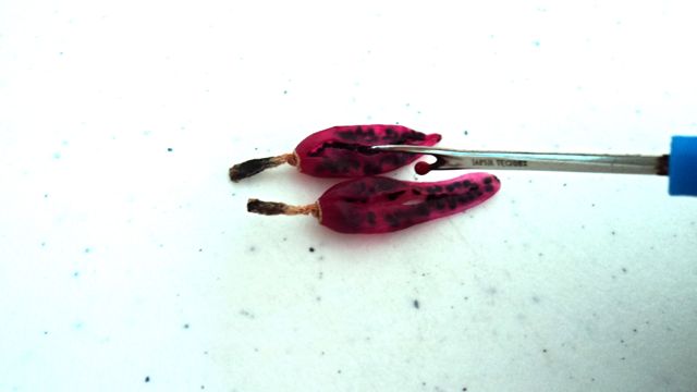 cqs1338988868j.jpg