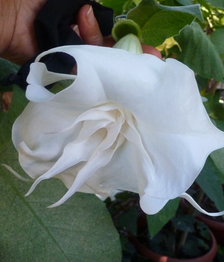 cqs1342823104w.JPG