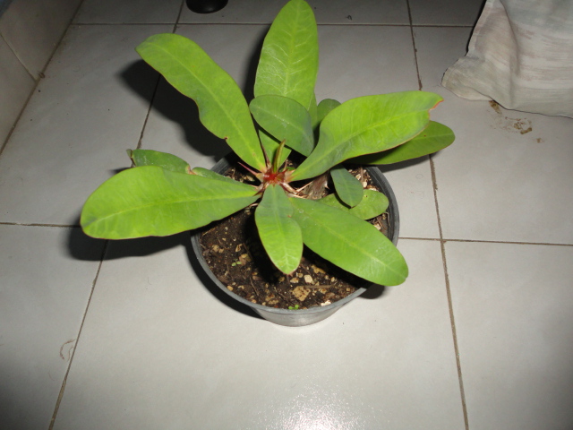 cqs1345435918x.JPG