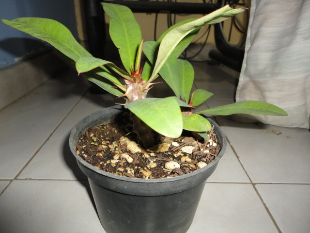 cqs1345435985f.JPG
