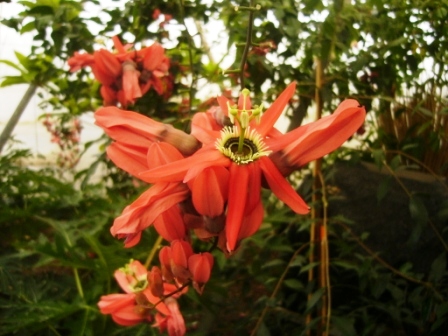 cqs1347410411s.JPG