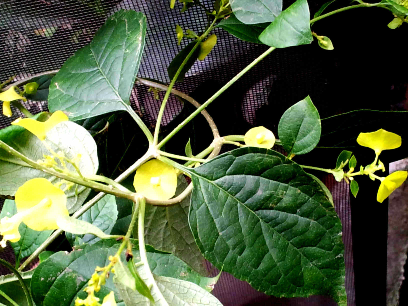 cqs1350909019n.jpg