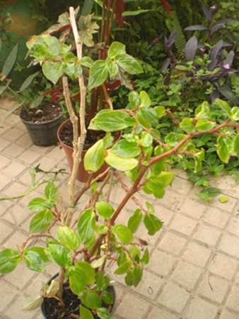 cqs1351245032w.JPG