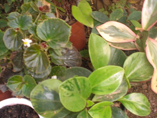 cqs1351245105s.JPG