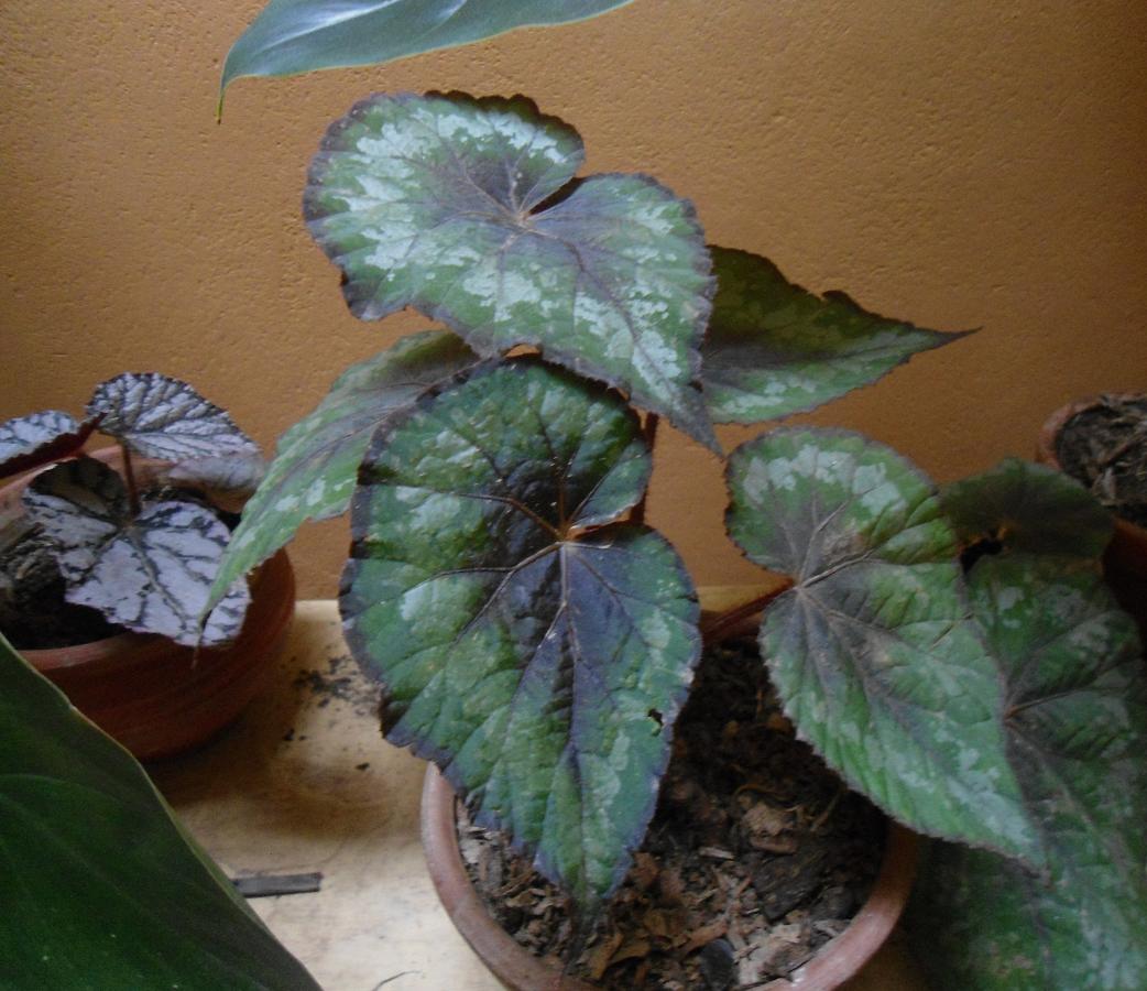 cqs1354815138u.JPG