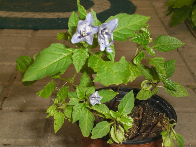 cqs1358157506s.JPG