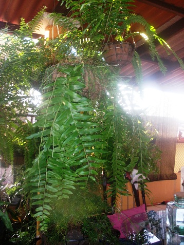 cqs1358426712b.JPG