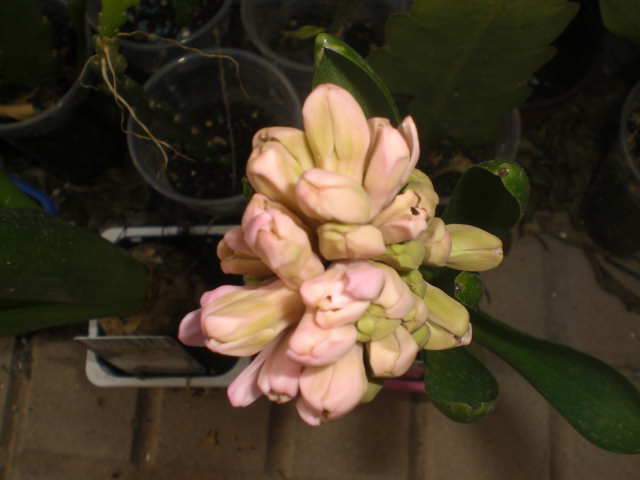 cqs1362753868d.JPG