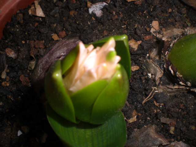 cqs1363367650n.JPG