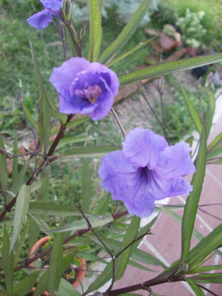 cqs1365353771c.JPG