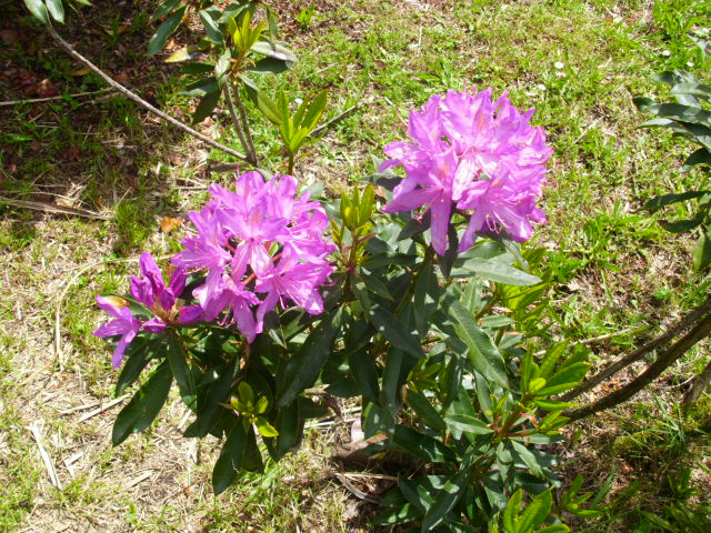 cqs1369048868l.JPG