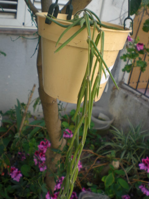 cqs1369754369b.JPG