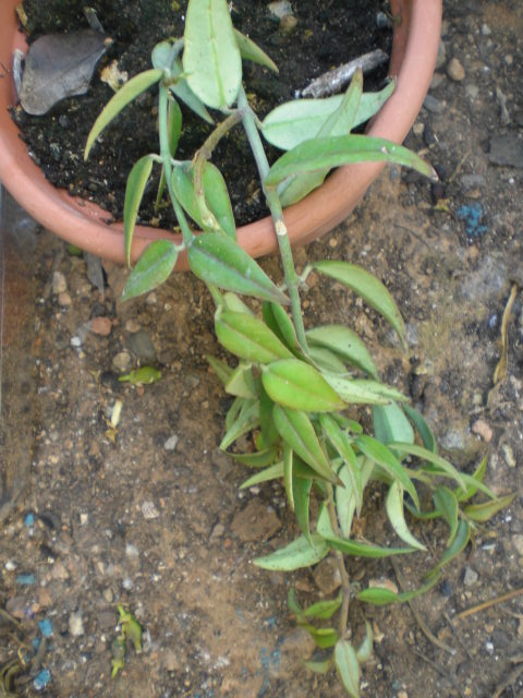 cqs1369754415m.JPG