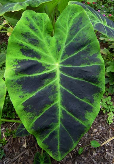 cqs1370542617z.jpg