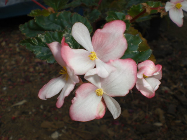 cqs1374671263m.JPG