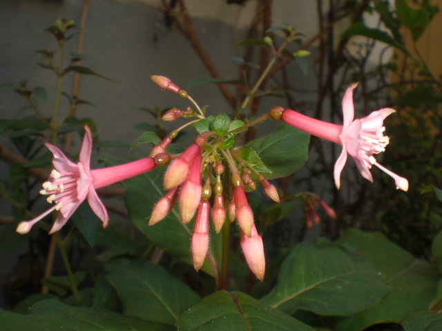 cqs1374671318c.JPG