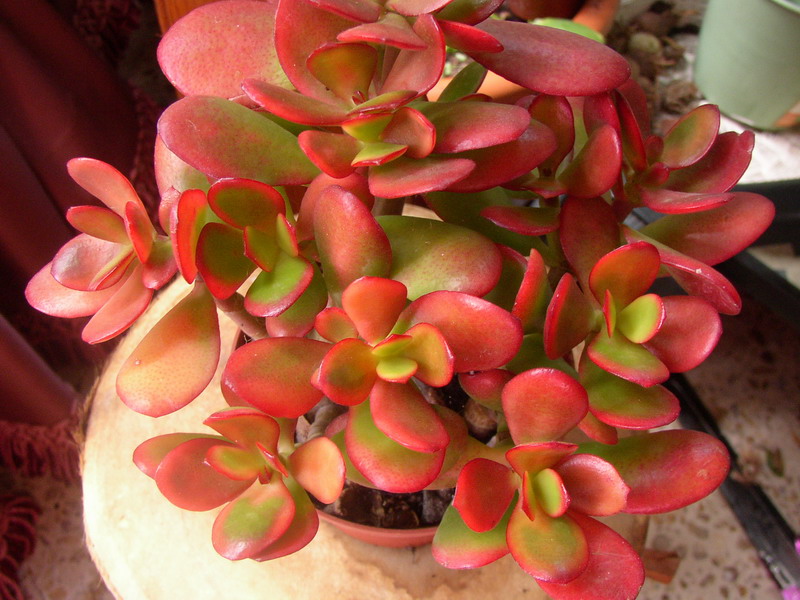 cr%E1ssula.jpg