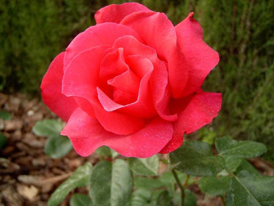 Cr%E9pe%20de%20Chine%2000.jpg