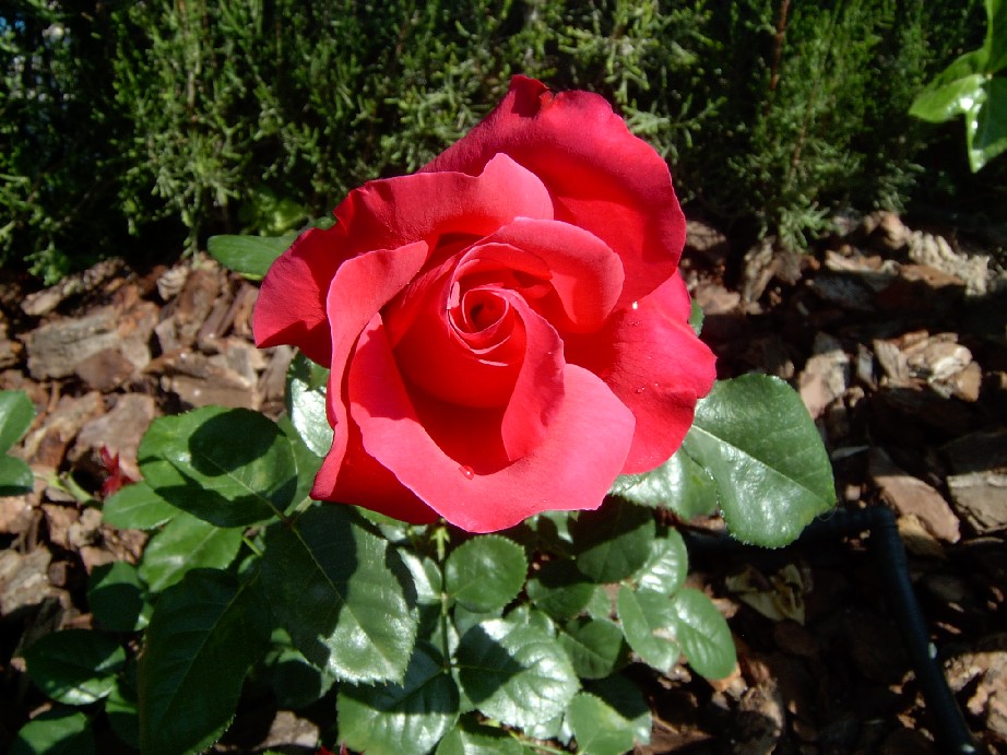 Cr%E9pe%20de%20Chine%200000.jpg