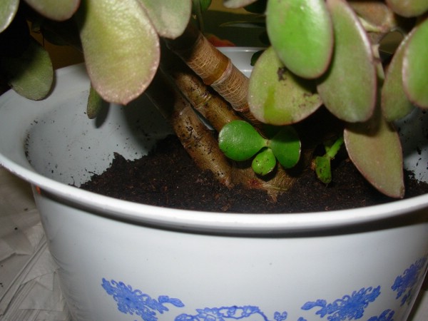 cr_ssula_ovata_trasplante_2.JPG