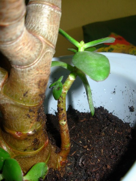 cr_ssula_ovata_trasplante_4.JPG