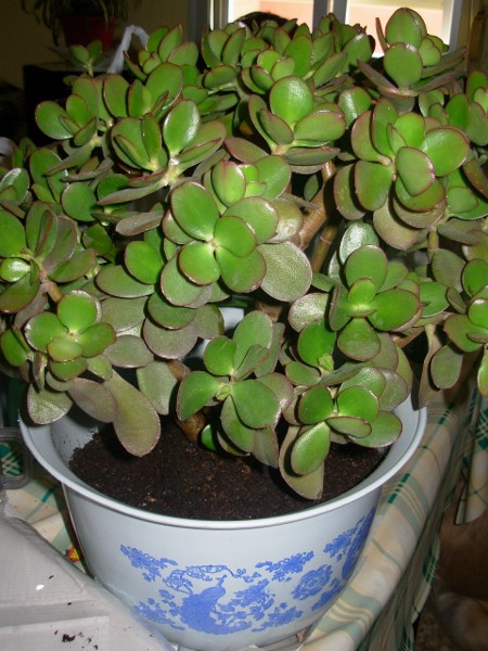 cr_ssula_ovata_trasplante_6.JPG