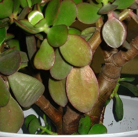 cr_ssula_ovata_trasplante_7.JPG