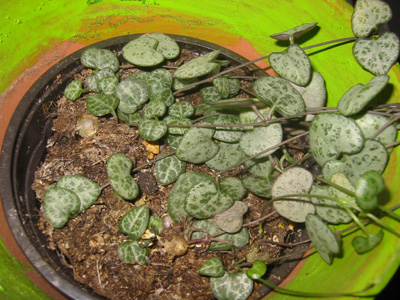 crasa%20colgante1.jpg