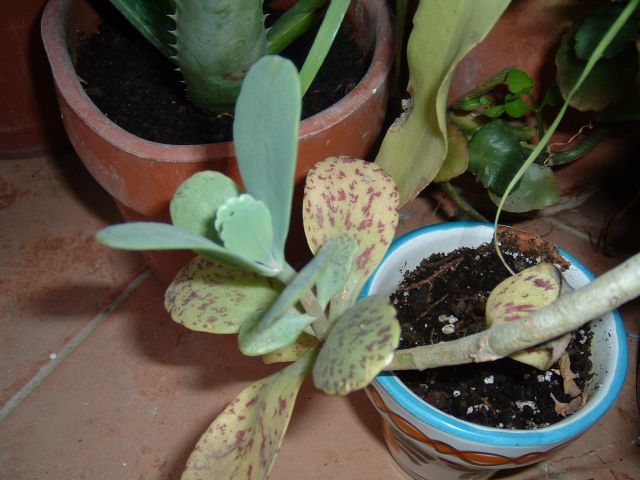 crasa%20para%20identificar.jpg