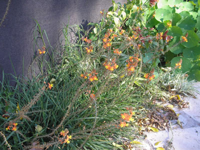 CRASA-CON-FLORES-NARANJAS.jpg