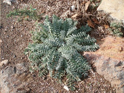 crasa_silvestre_planta_entera.JPG