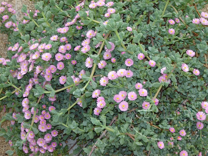 CRASACONFLORMAYODEL2006.jpg