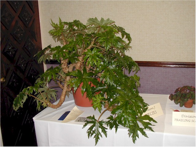 crassicaulis3.jpg