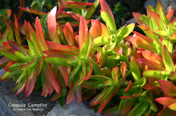 Crassula%20'Campfire'.jpg