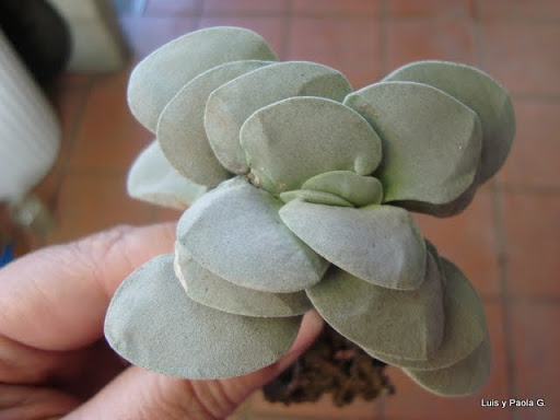 Crassula%20Morgans%20Beauty%20de%20Bencor%20%282%29.JPG