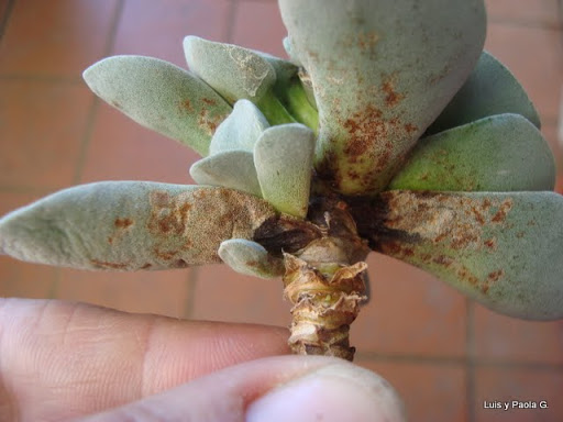 Crassula%20Morgans%20Beauty%20de%20Bencor%20%284%29.JPG