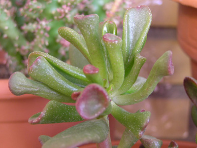 crassula%20portulacea%20monstruosa.jpg