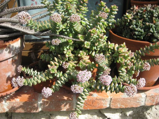 Crassula%20rupestris.JPG