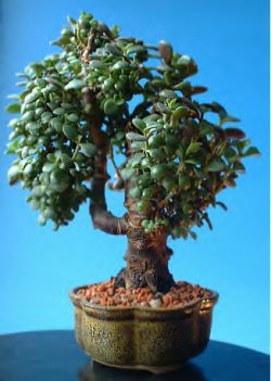crassula%20small[1].jpg