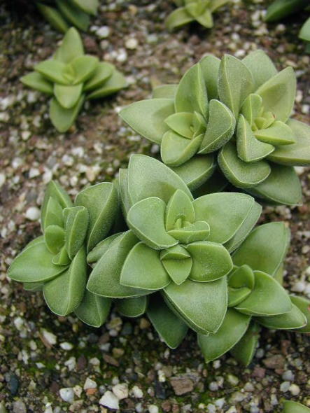 Crassula%20Springtime%20green.jpg