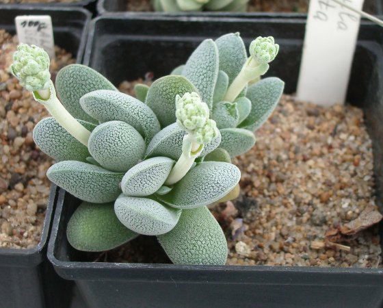 Crassula%20tecta%20IMGP2784.jpg