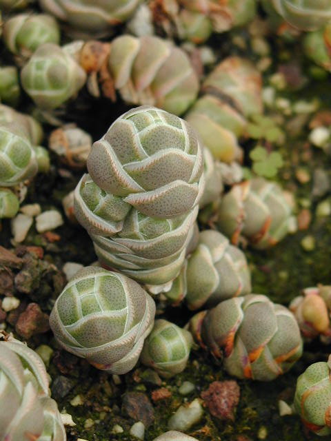 Crassula%20teres%202.jpg