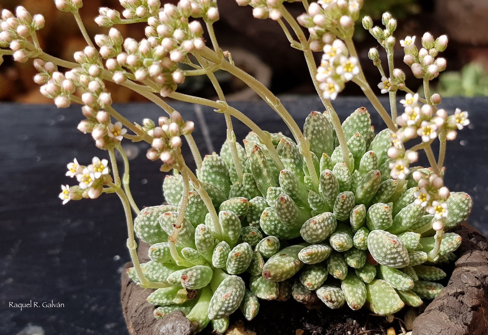 crassula%2Bausensis%2B02.jpg