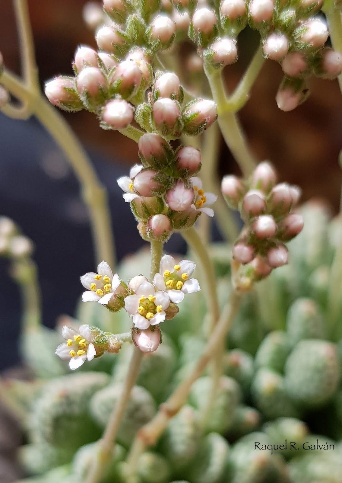 crassula%2Bausensis%2Bdetalle%2Bflor.jpg