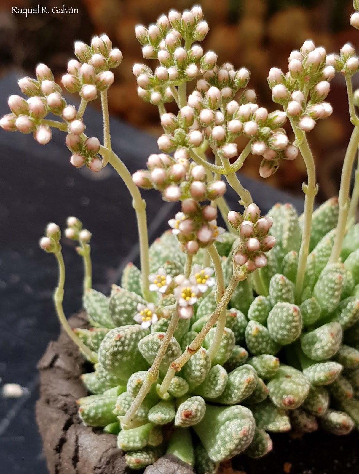 crassula%2Bausensis%2Bdetalle%2Bflor01.jpg