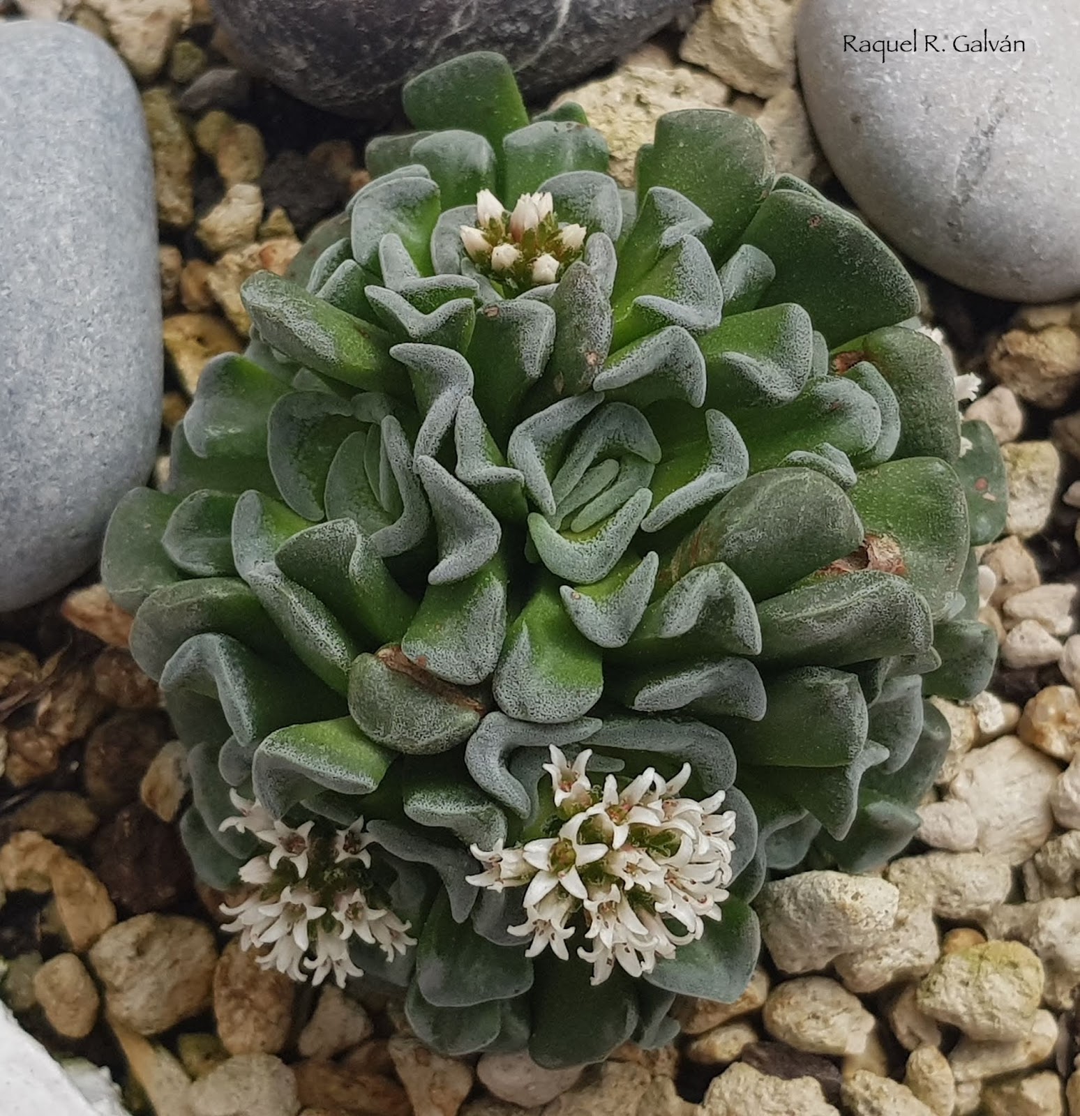 Crassula%2Bcelia%2Bcenital.jpg