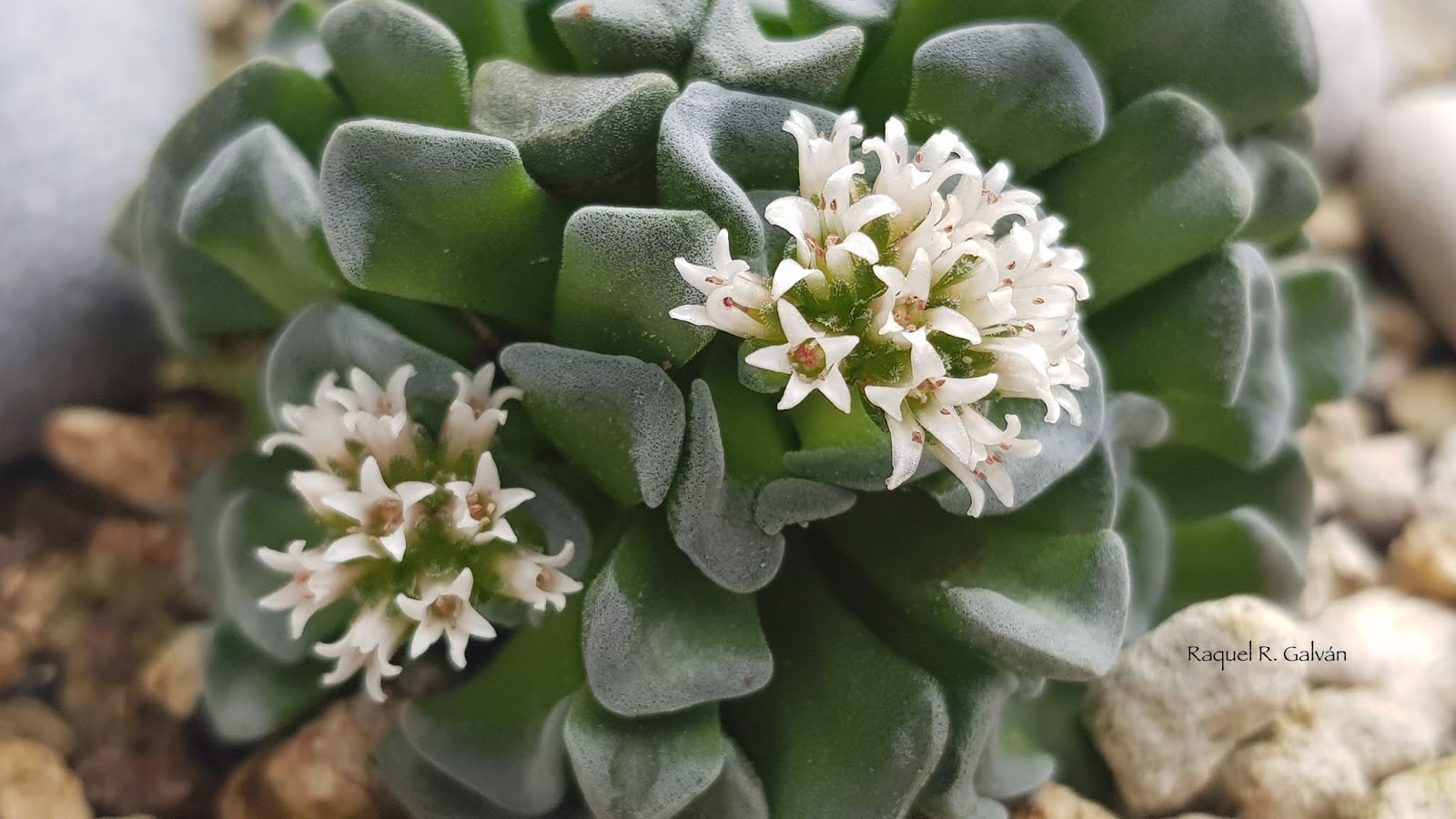 Crassula%2Bcelia%2Bdetalle.jpg